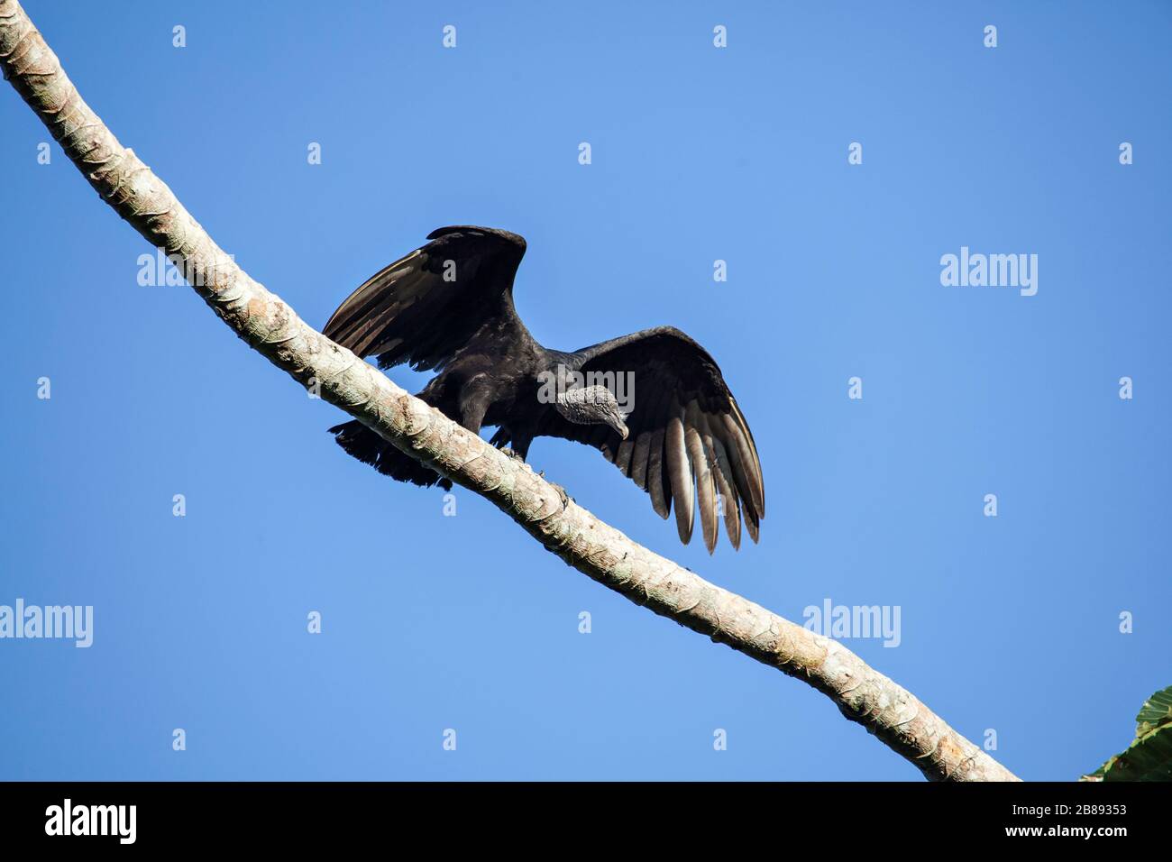 Vulture of colombia hi-res stock photography and images - Alamy