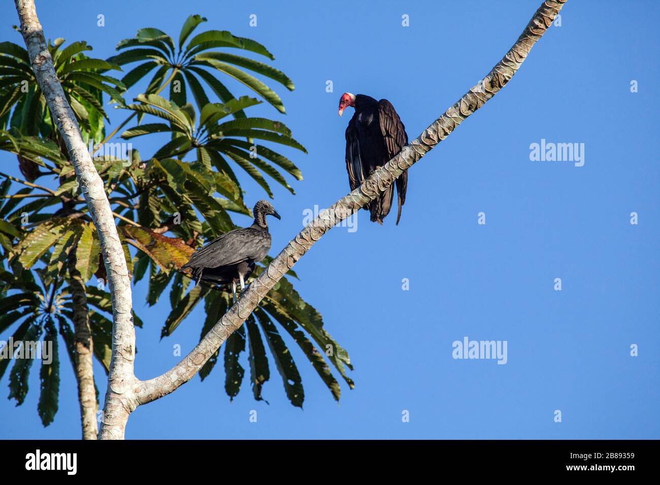 A pair of, male and female, American black vulture (Coragyps atratus) also known as chulo,gallinazo,zamuro,golero, roosting in the Colombian Amazon. Stock Photo