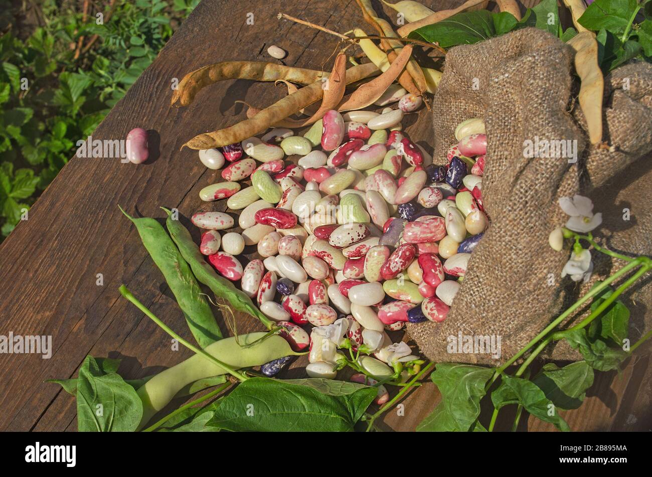 Butter bean or lima beans in burlap bag. Beans in sack top view Stock