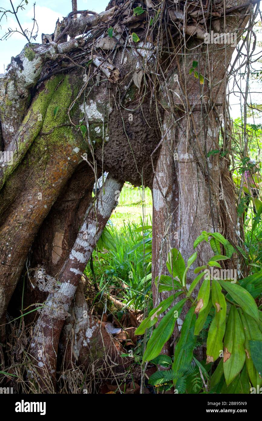 Termite nest in the Amazon Rain Forest, Leticia Amazon, Colombia. South America. Stock Photo