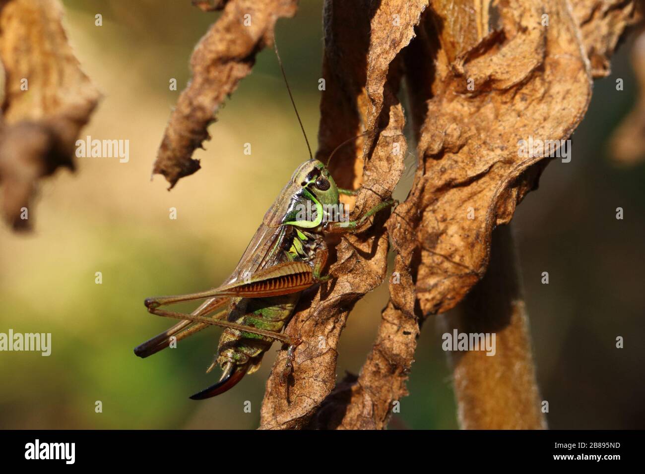 Cricket insects hires stock photography and images Alamy