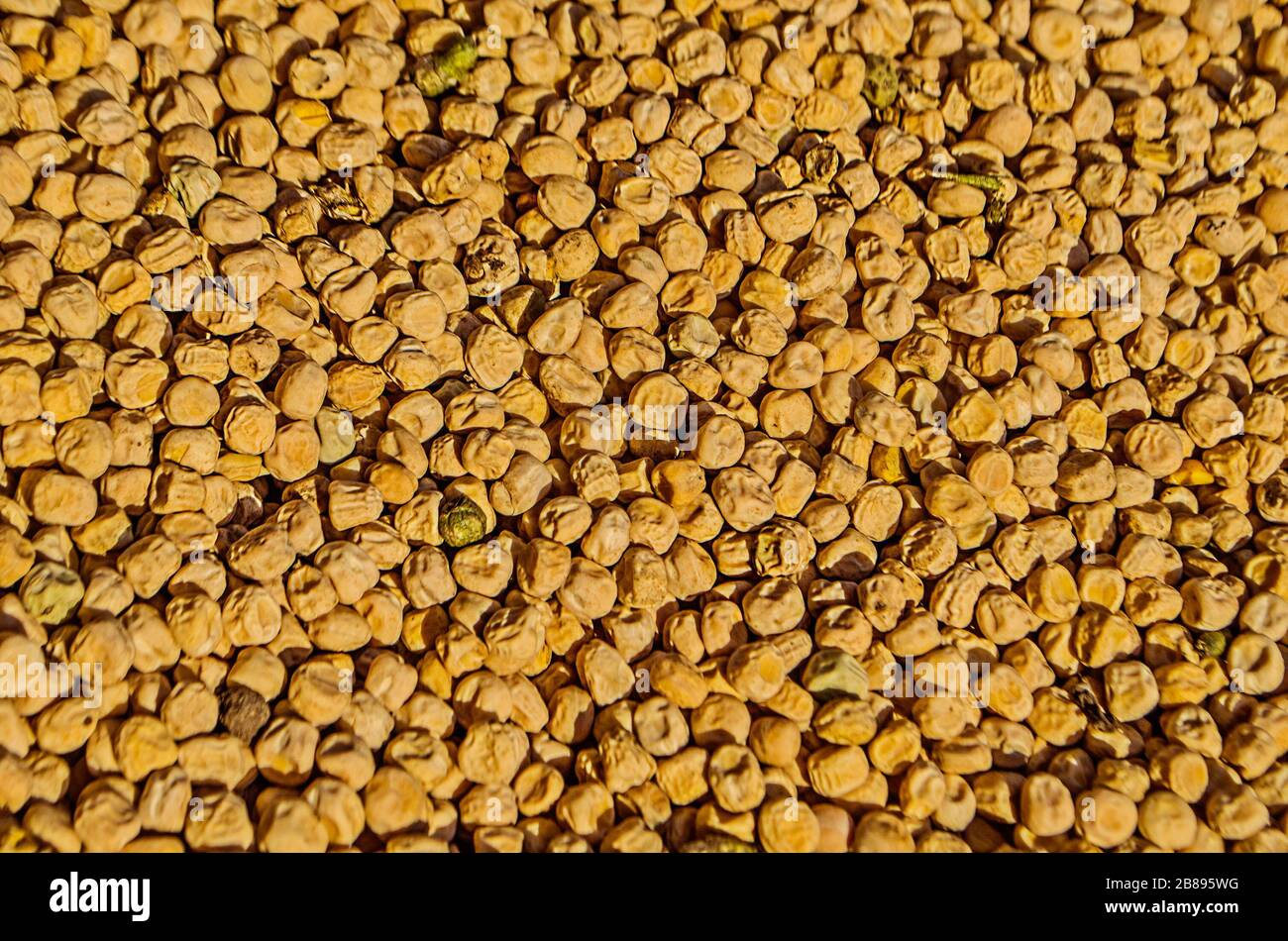 Close-up shot of dried  peas. Pisum sativum as background Stock Photo