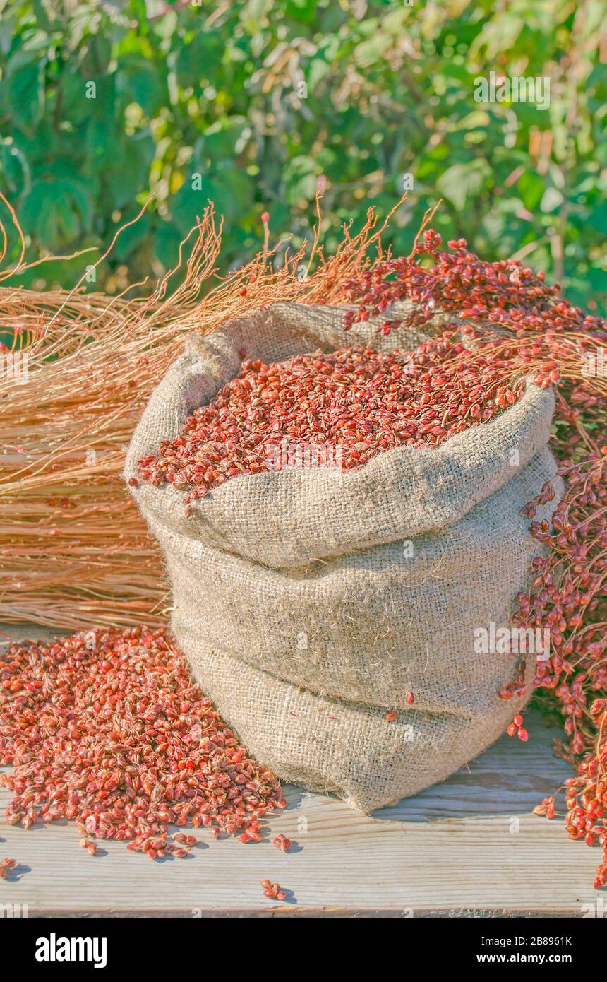 Sorghum seeds in bag. Sorghum bicolor background. Stock Photo
