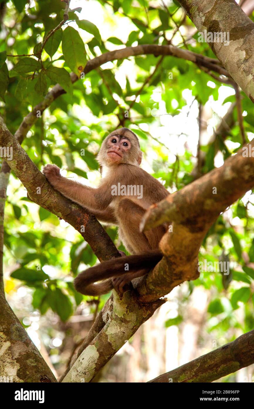 Capucin monkey, Maikuchiga Foundation, Monkey sanctuary in Loreto Mocagua in the Amazon Rain Forest, Leticia Amazon, Colombia. South America. Stock Photo