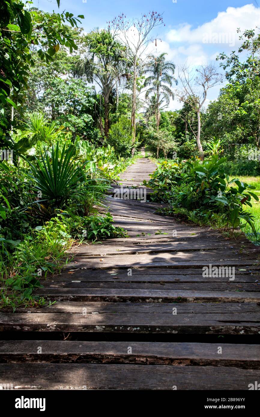 Jungle boardwalk in the Amazon Rain Forest, Leticia Amazon, Colombia