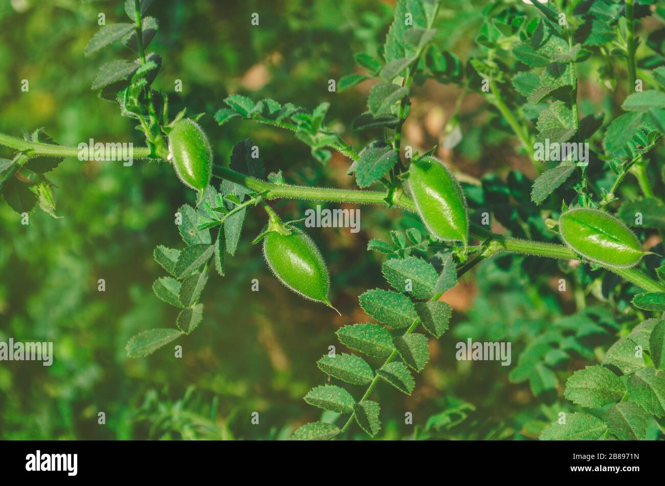 Chickpeas green on plant. Green chickpeas field. Cicer arietinum green pods. Bio eco healthy nature background Stock Photo