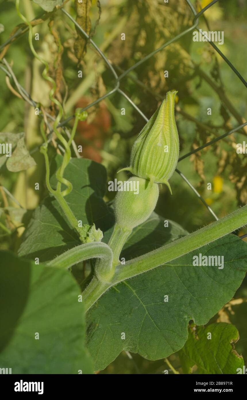 Cucurbita ficifolia. Asian pumpkin. Fig leaf gourd. Cucurbita pumpkin squash foliage Stock Photo