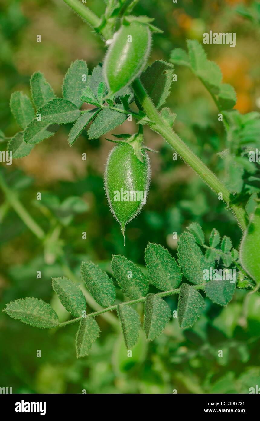 Green gram plant hires stock photography and images Alamy