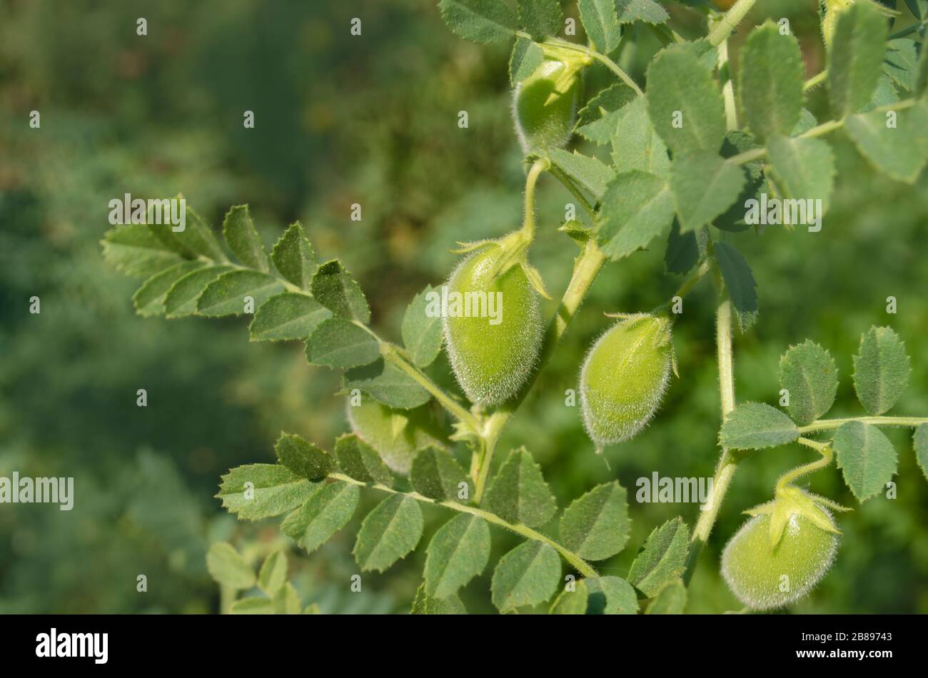 Chickpeas green on plant. Green chickpeas field. Cicer arietinum green pods on out of focus garden background. Space for text. Stock Photo
