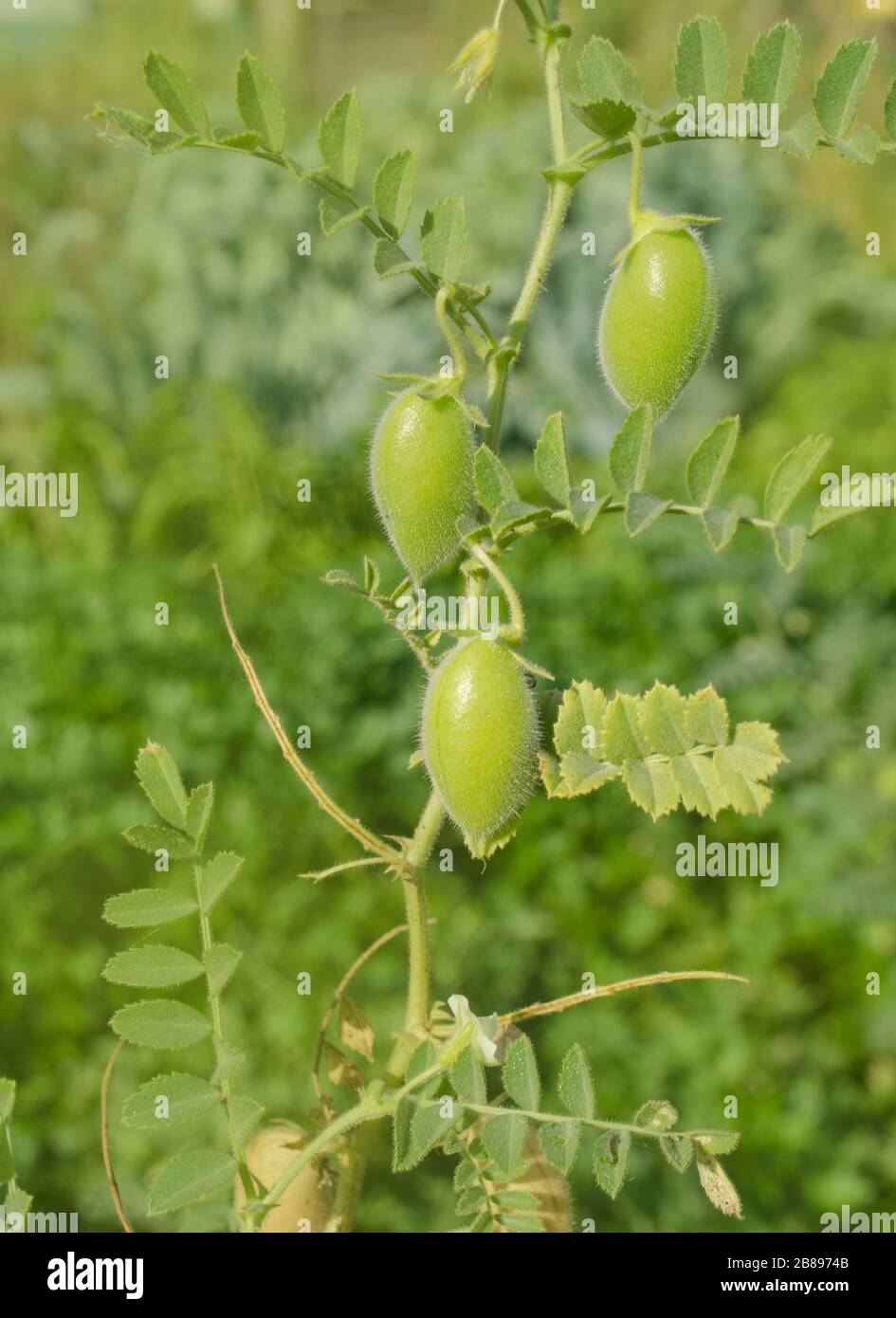 Green gram plant hires stock photography and images Alamy