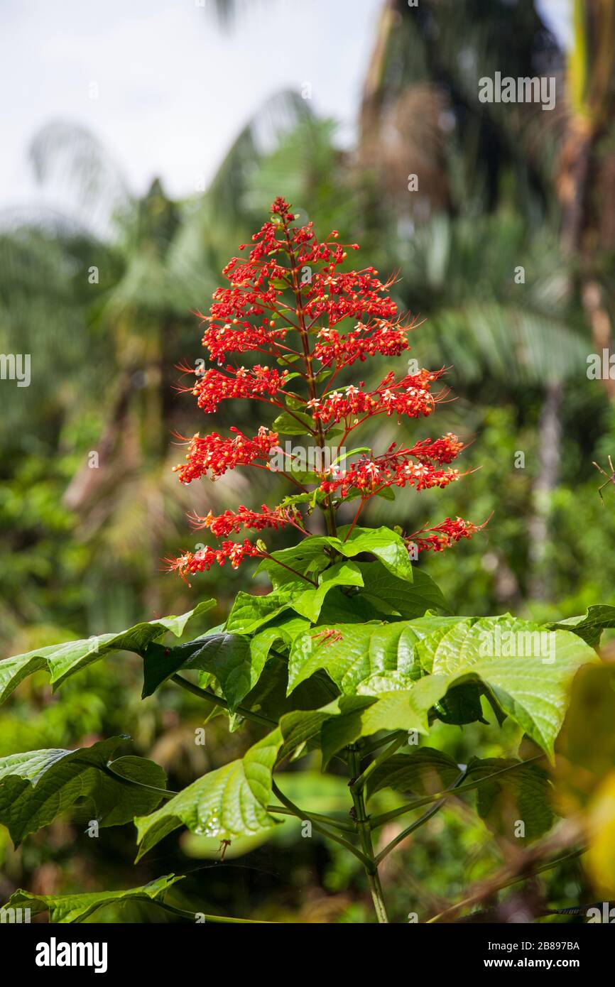 Amazon rain forest flowers hires stock photography and images Alamy