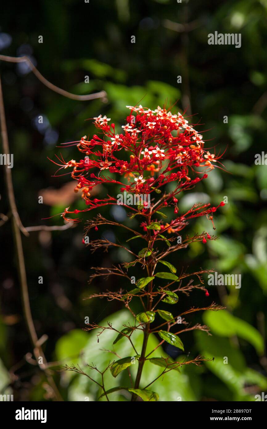 Amazon rain forest flowers hires stock photography and images Alamy