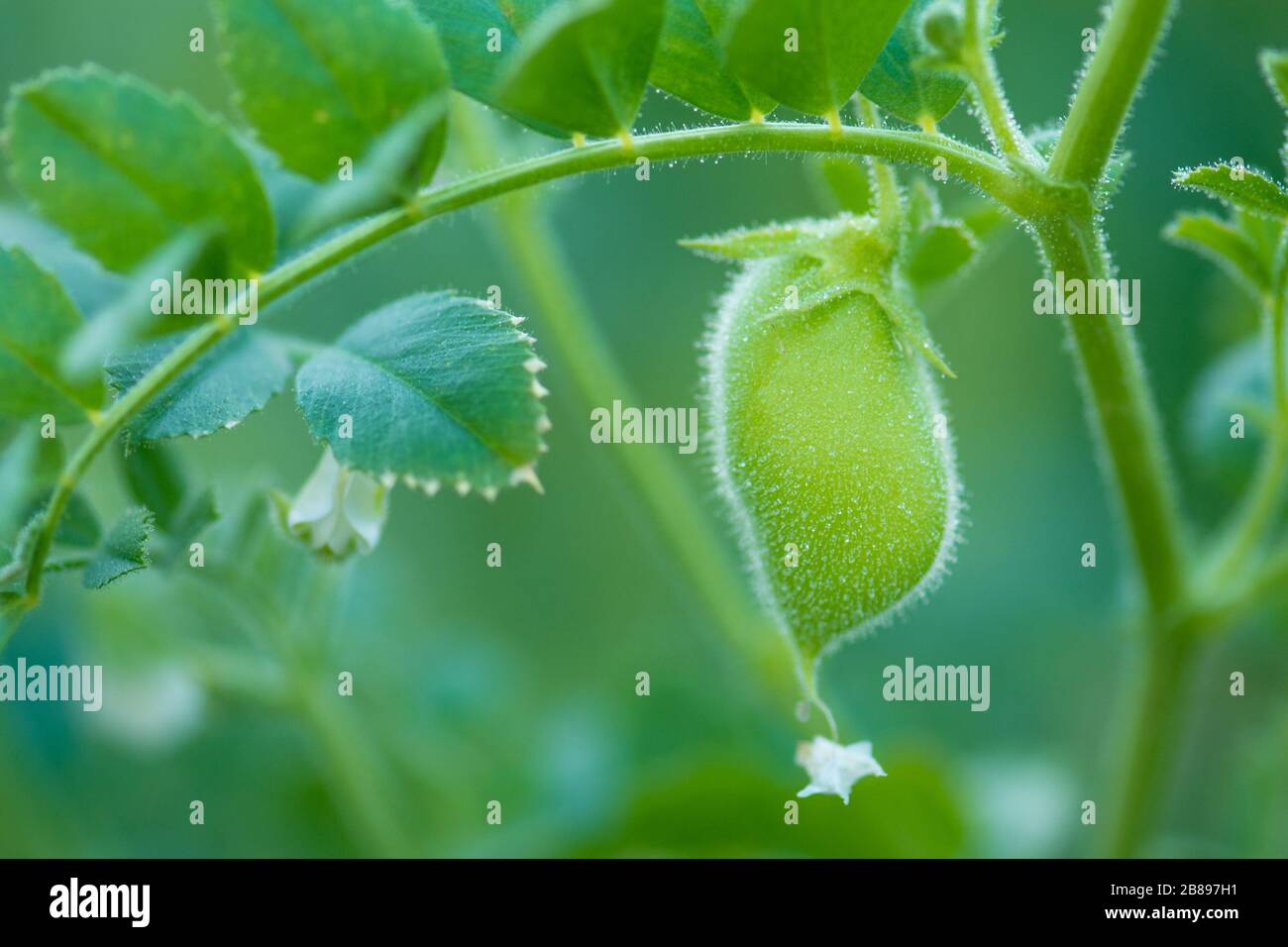 Chickpeas green on plant. Green chickpeas field. Cicer arietinum green pods on eco nature green defocused background Stock Photo
