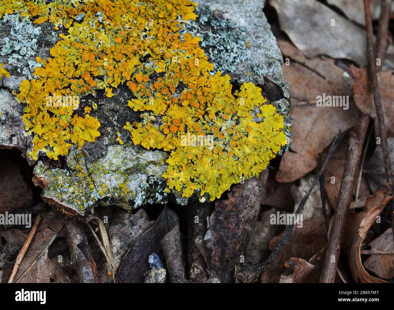 yellow common Lichen on a fallen tree bark Stock Photo