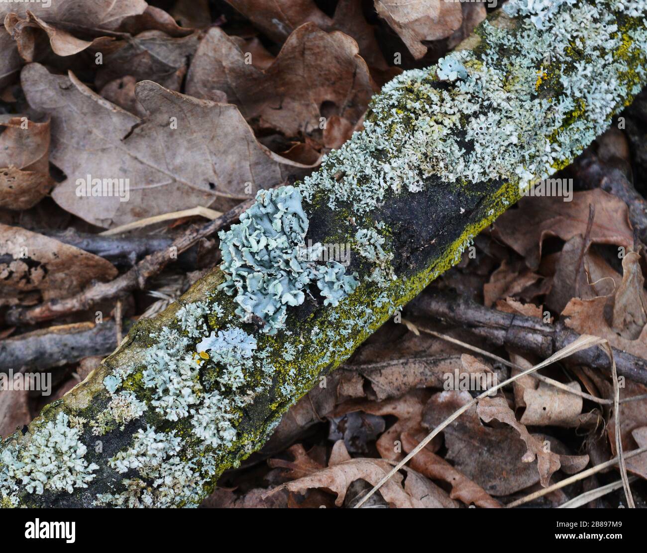 gray common Lichen on a fallen tree bark Stock Photo
