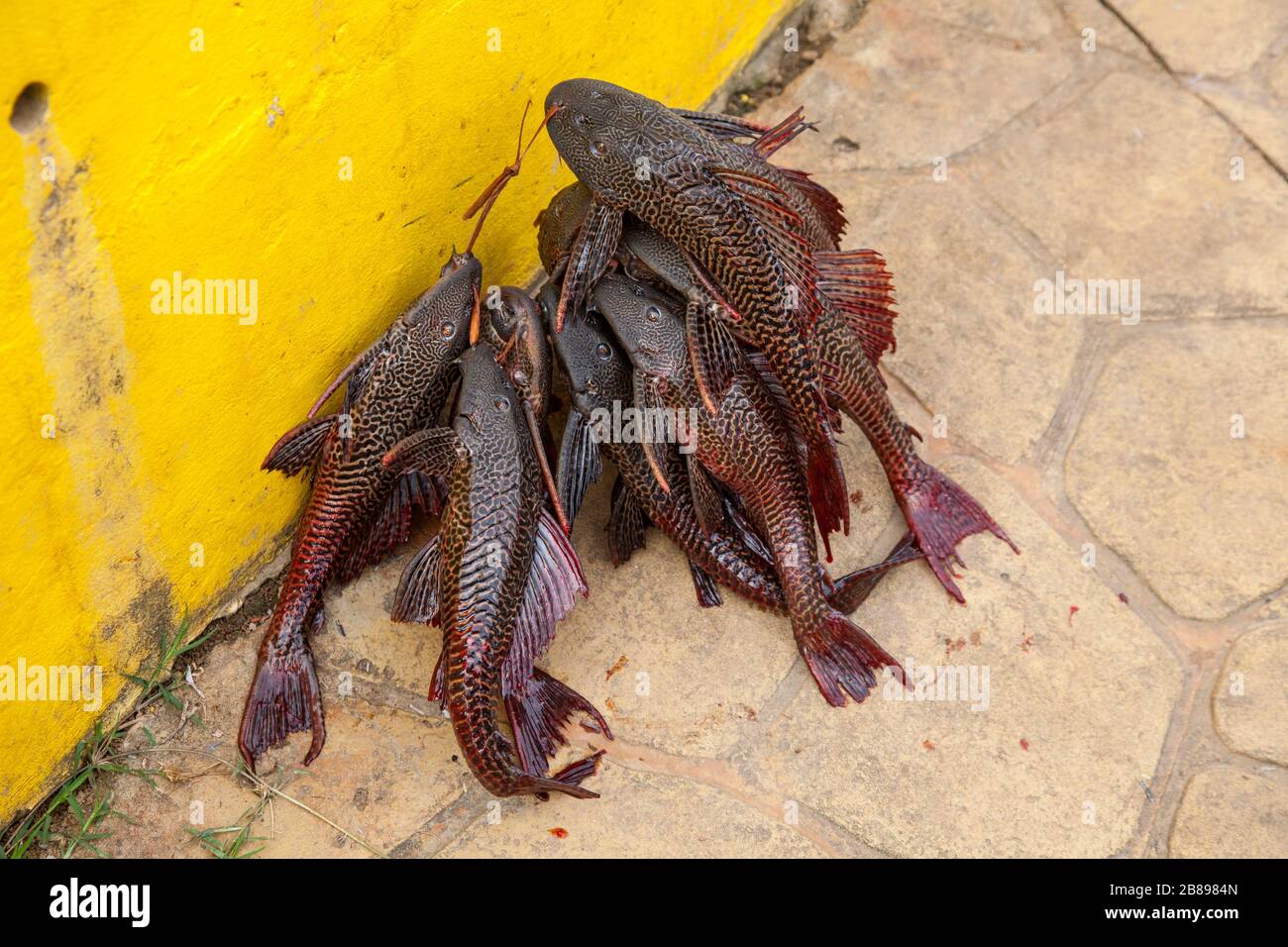 Fisherman  catch of cuchas, a prehistoric catfish, Puerto Nariña, Amazons, Colombia, South America. Stock Photo