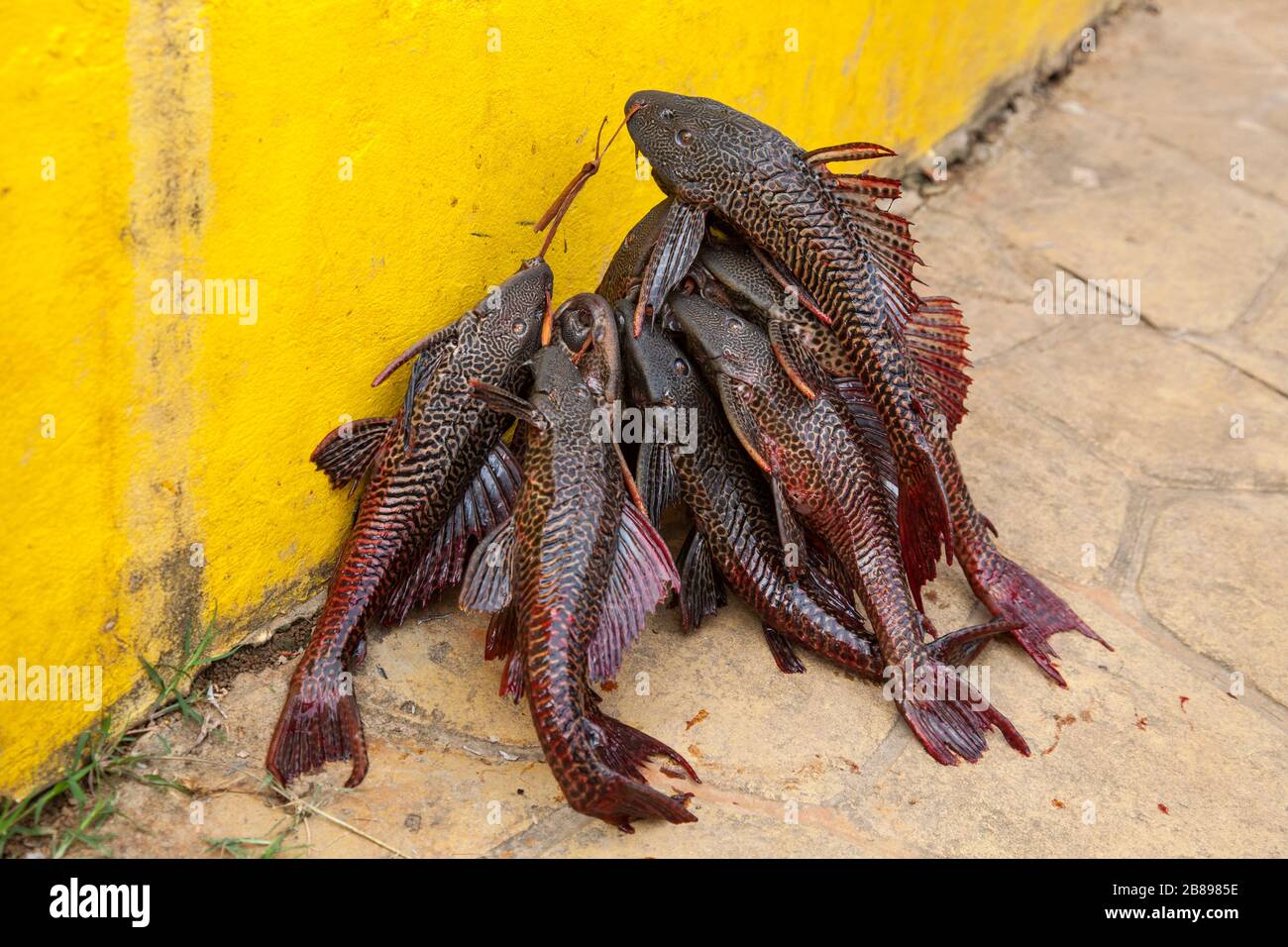 Fisherman  catch of cuchas, a prehistoric catfish, Puerto Nariña, Amazons, Colombia, South America. Stock Photo