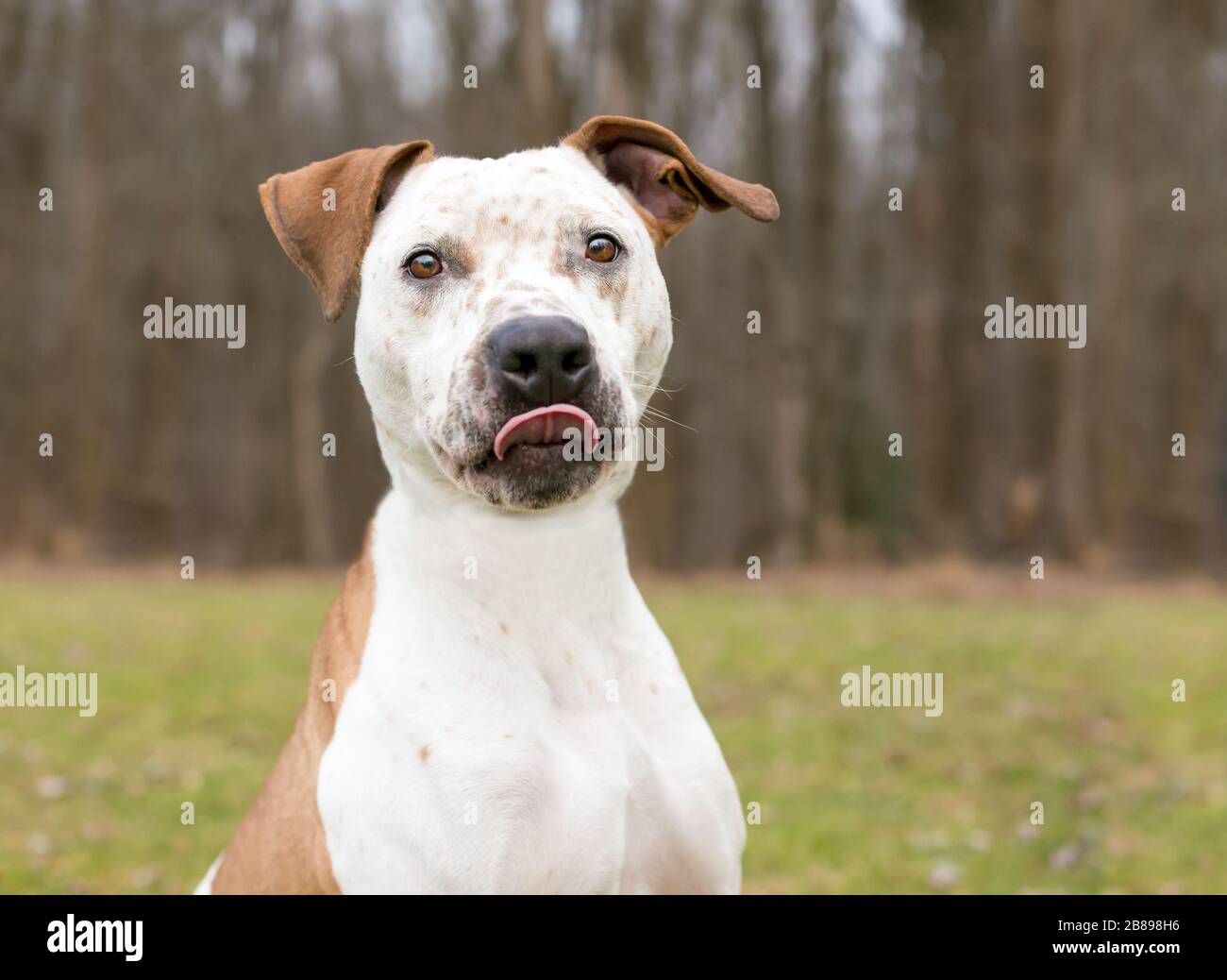 A Catahoula Leopard Dog x Pit Bull Terrier mixed breed dog licking its lips Stock Photo