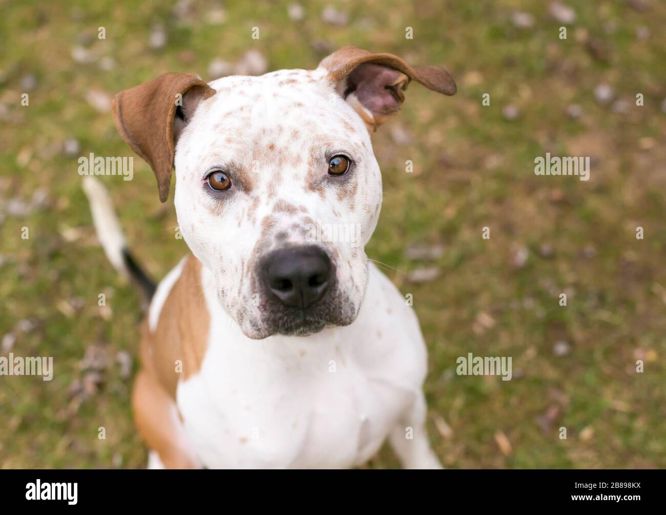 A Catahoula Leopard Dog x Pit Bull Terrier mixed breed dog with freckles on its face and floppy ears Stock Photo