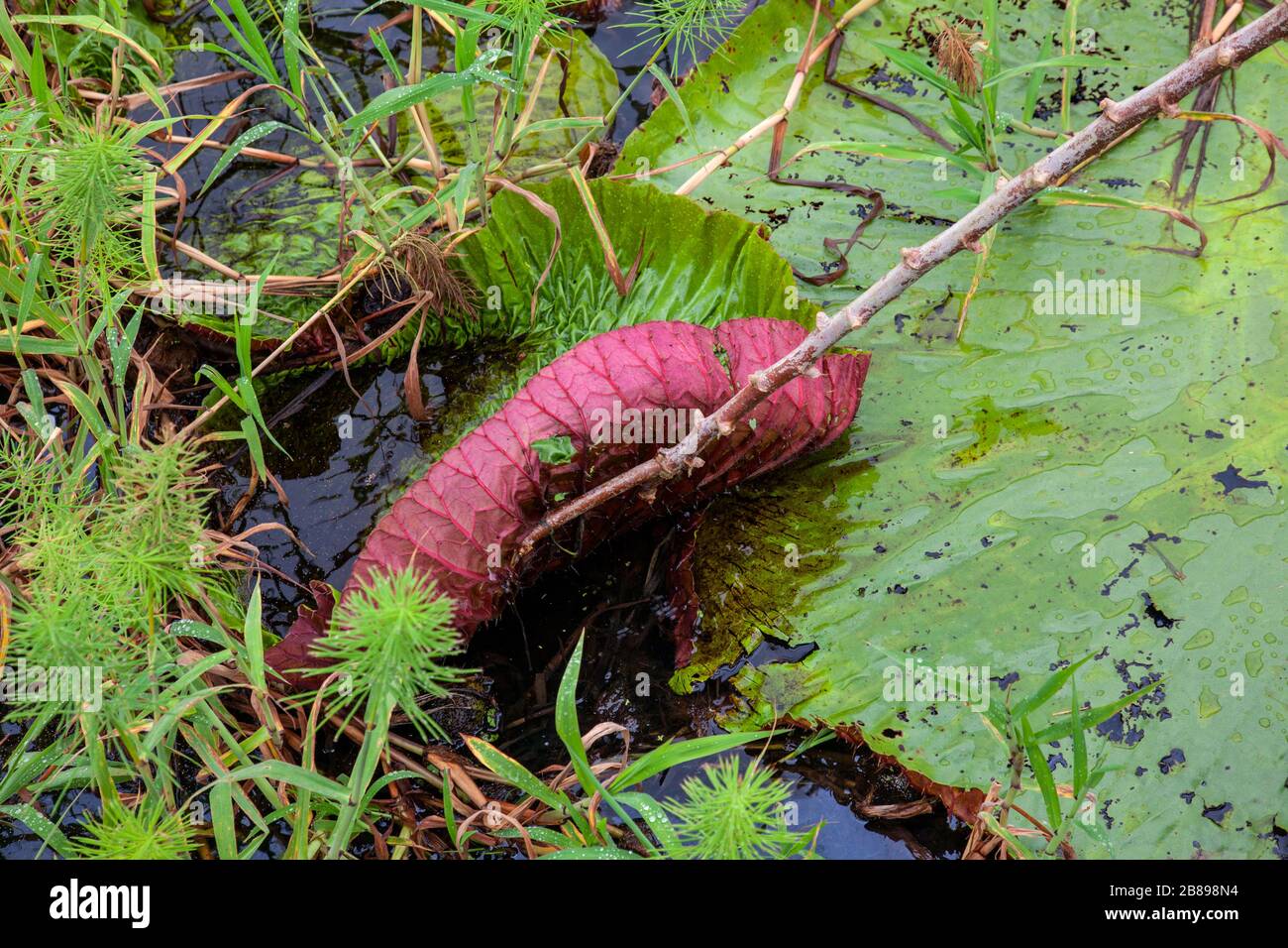 Underside of an Amazonian Victoria giant water lily pad in the Amazon