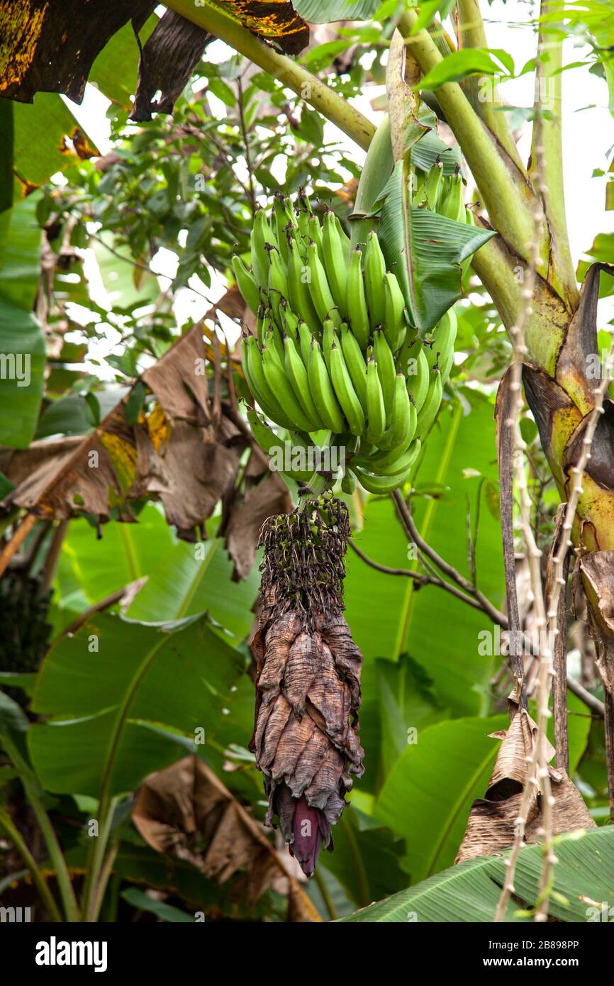 A bunch of banana on a banana tree in the Amazon Rain Forest, Peru, South America. Stock Photo