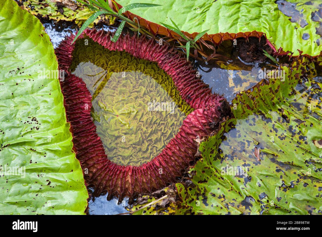 New emerging Amazonian Victoria giant water lily pads in the Amazon Rain Forest, Peru, South America. Stock Photo