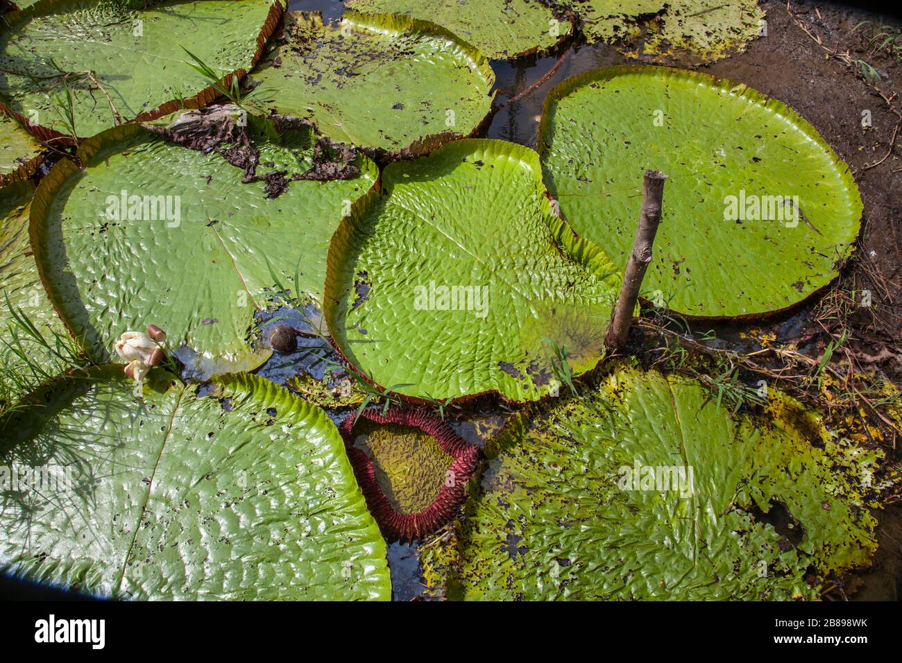 Amazonian Victoria giant water lily pads in the Amazon Rain Forest, Peru, South America. Stock Photo