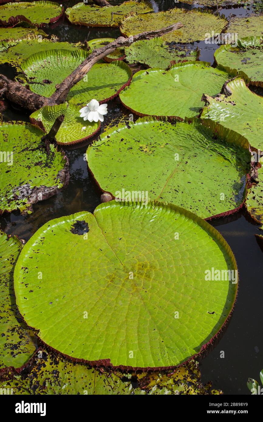 Victoria amazonia lily pad hires stock photography and images Alamy