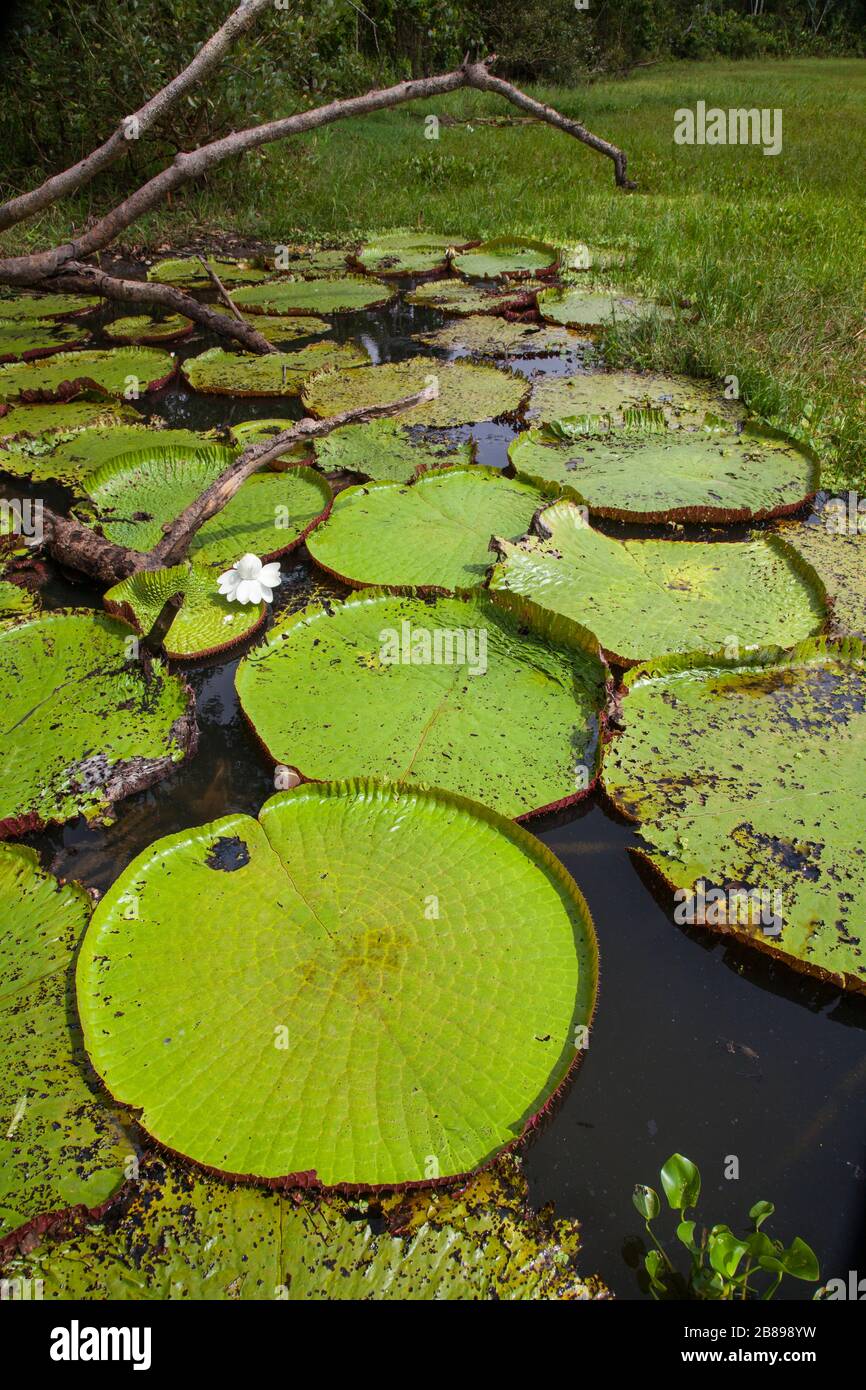 Amazonian Victoria giant water lily pads in the Amazon Rain Forest