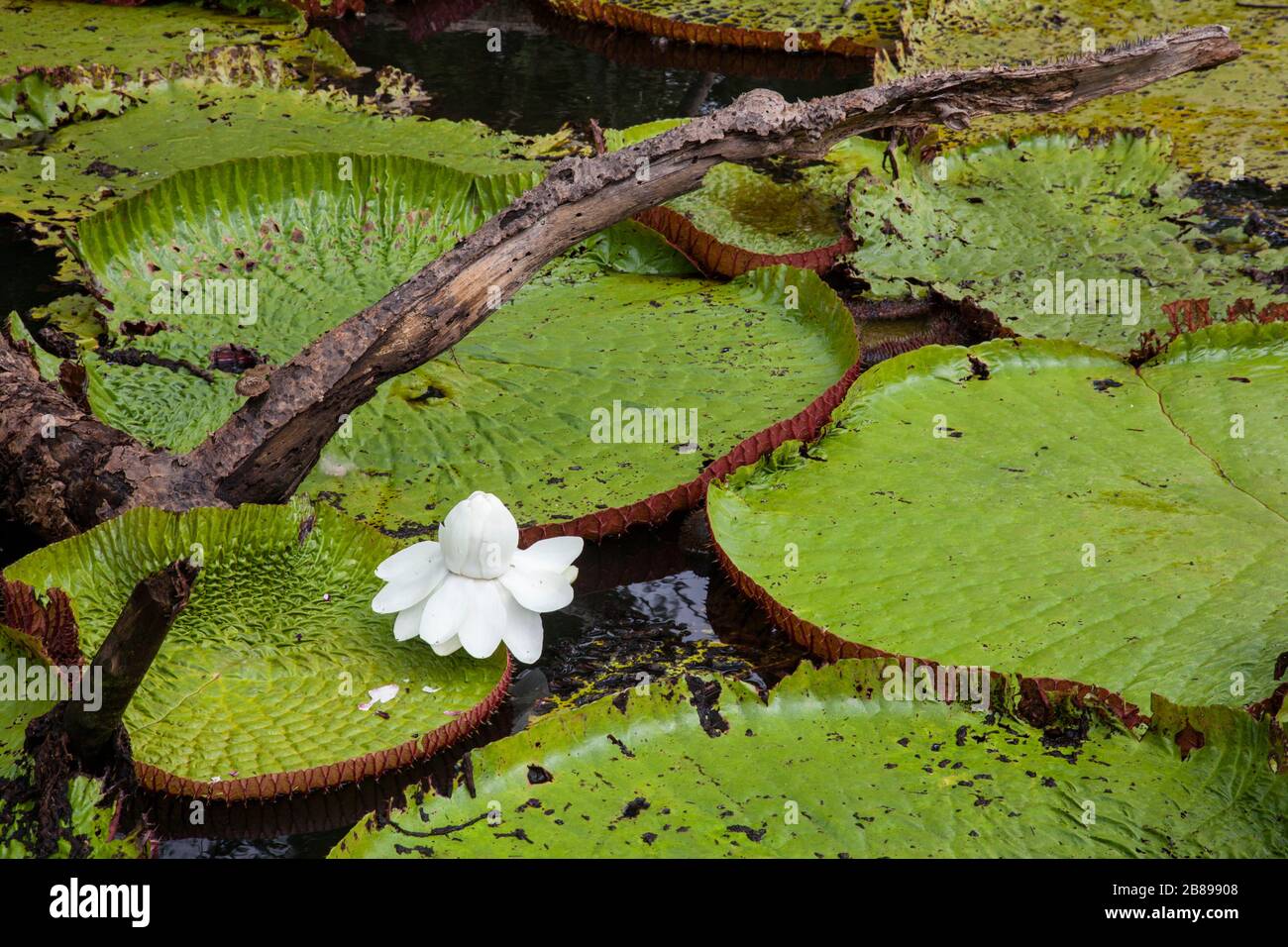 Amazonian Victoria giant water lily pads in the Amazon Rain Forest