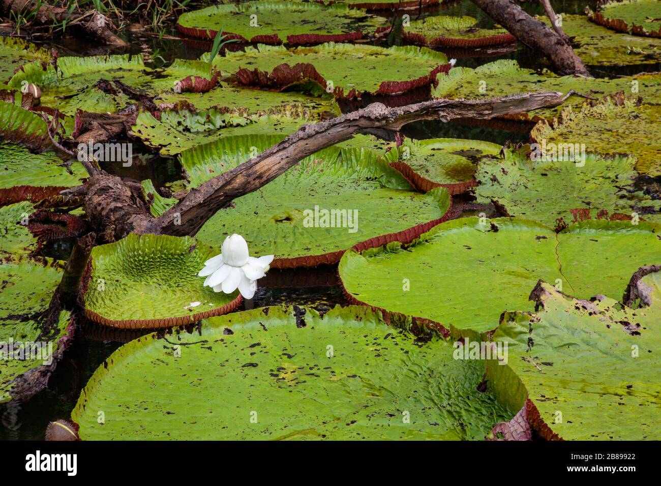 Amazonian Victoria giant water lily pads in the Amazon Rain Forest