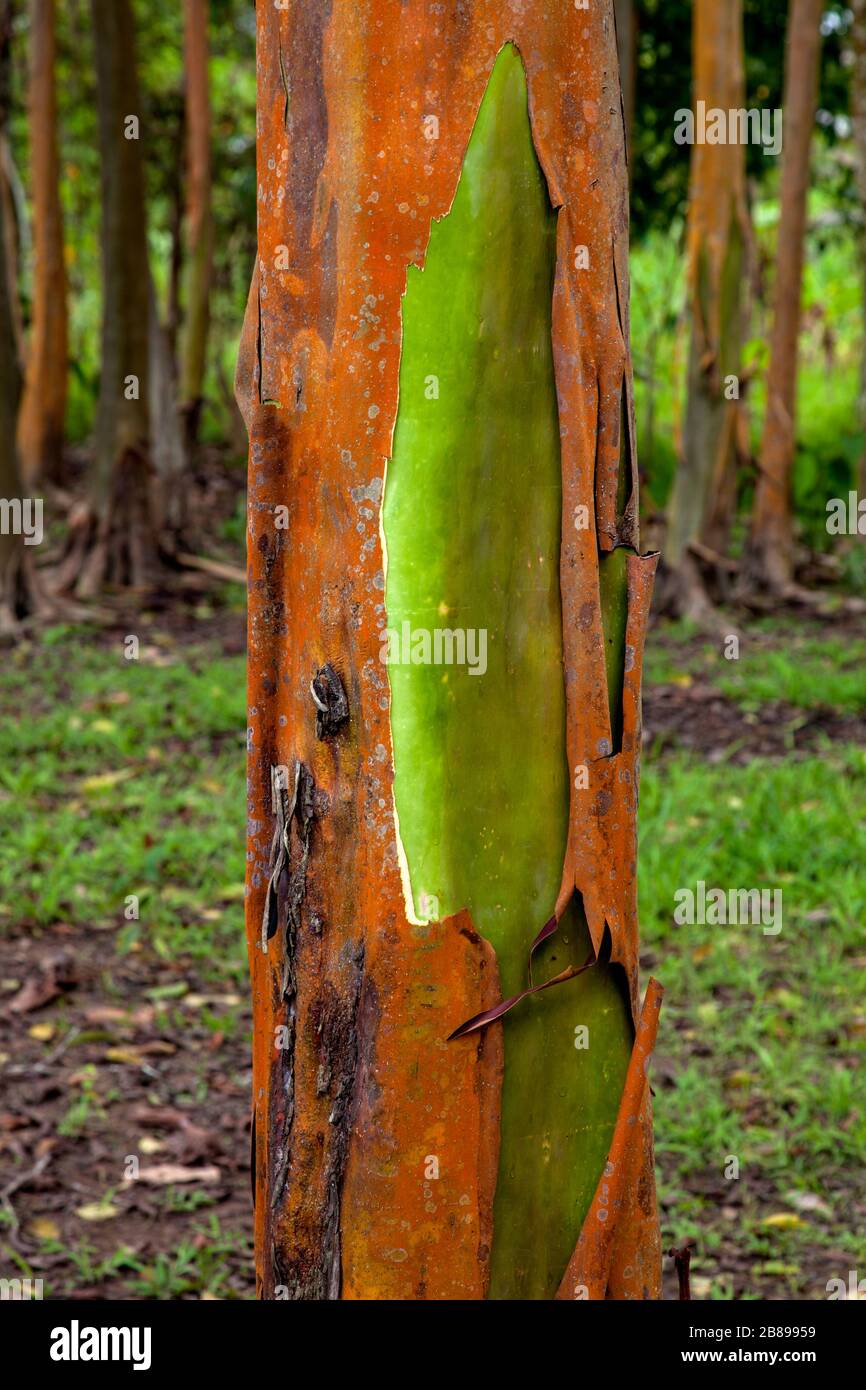 Tree shedding it's bark to protect it self from disease in the Amazon Rain Forest, Peru, South America. Stock Photo