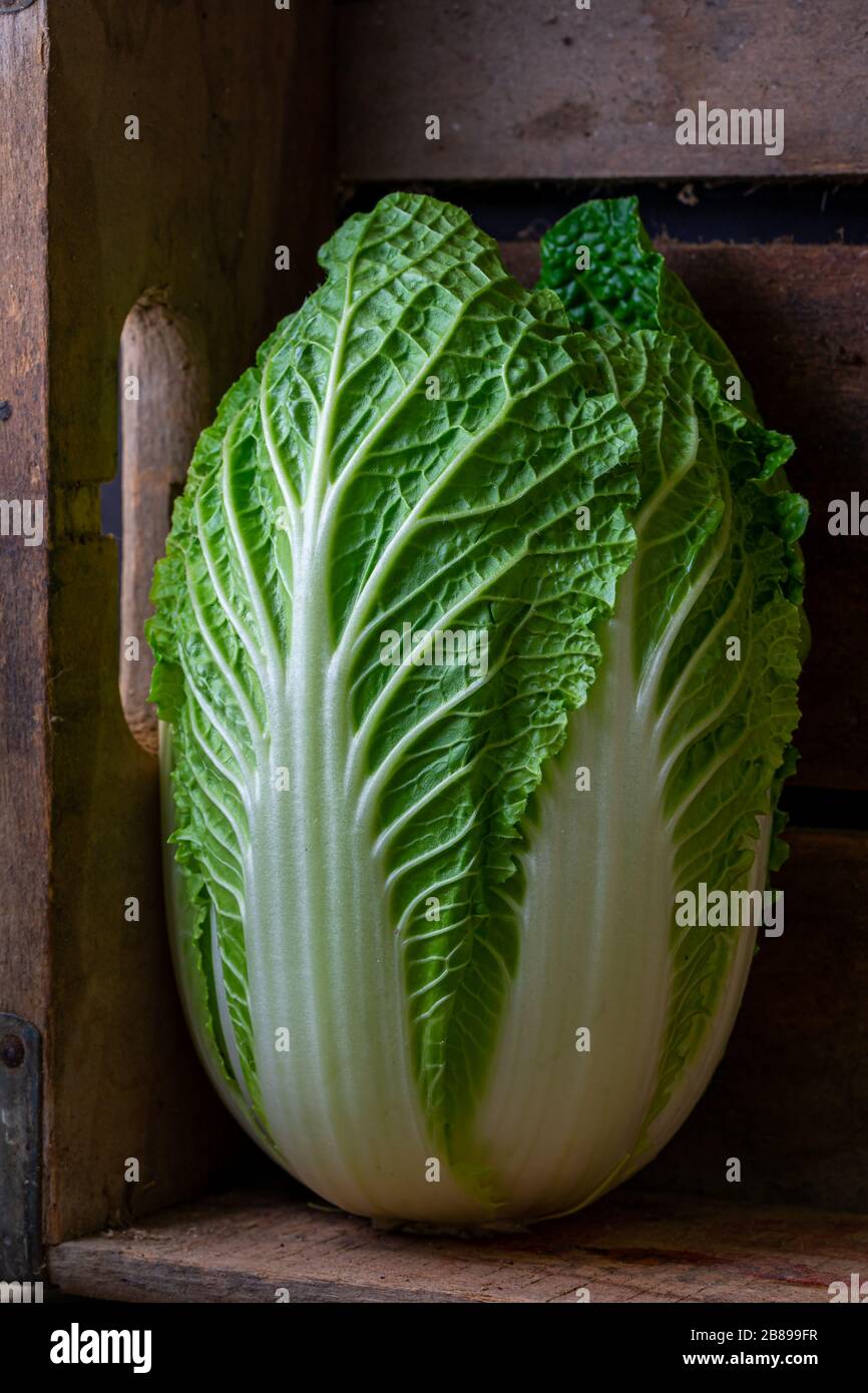 Napa cabbage, isolated Stock Photo Alamy