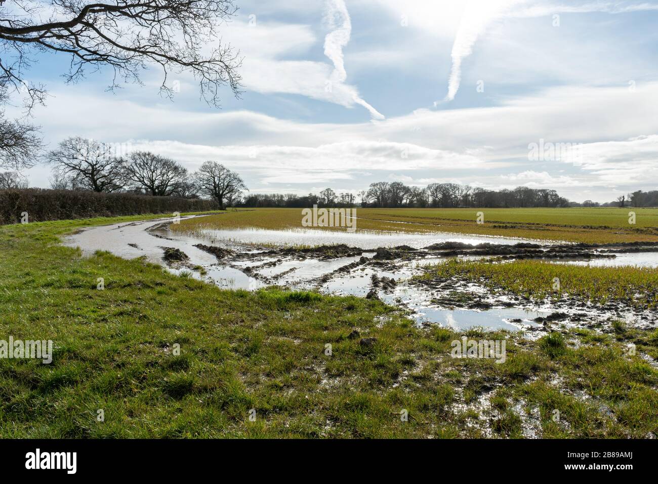 Flooded field with cereal crops under water, West Sussex, England, UK, March 2020 flooding Stock Photo