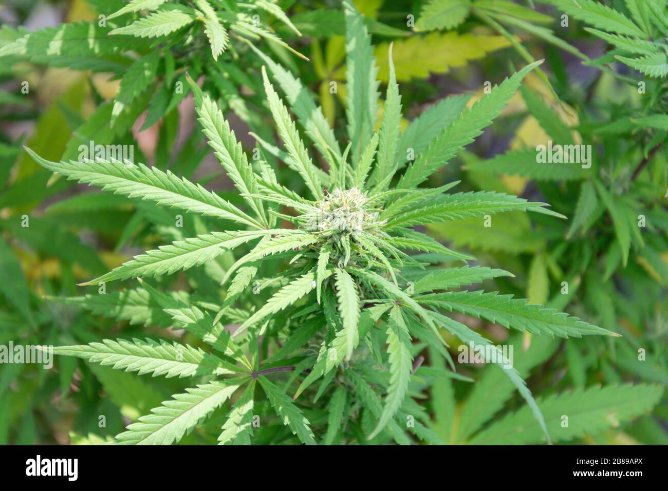 Cannabis (Marijuana) plant growing in Durban, KwaZulu-Natal, South Africa Stock Photo