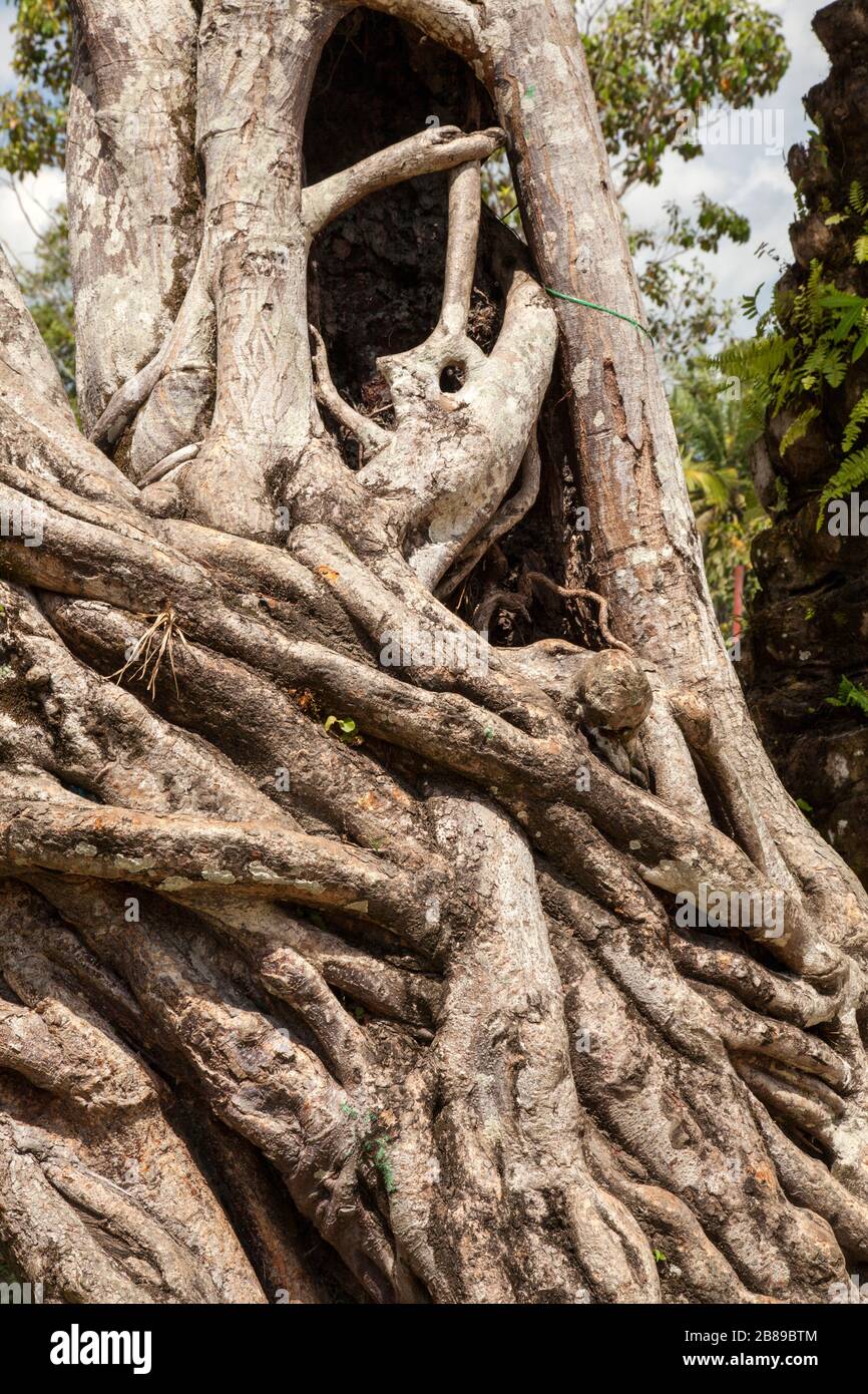 Vine abstract in the Amazon, Leticia,Colombia, South America. Stock Photo