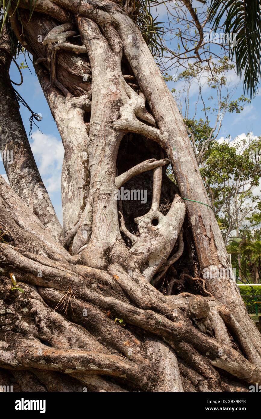 Vine abstract in the Amazon, Leticia,Colombia, South America. Stock Photo