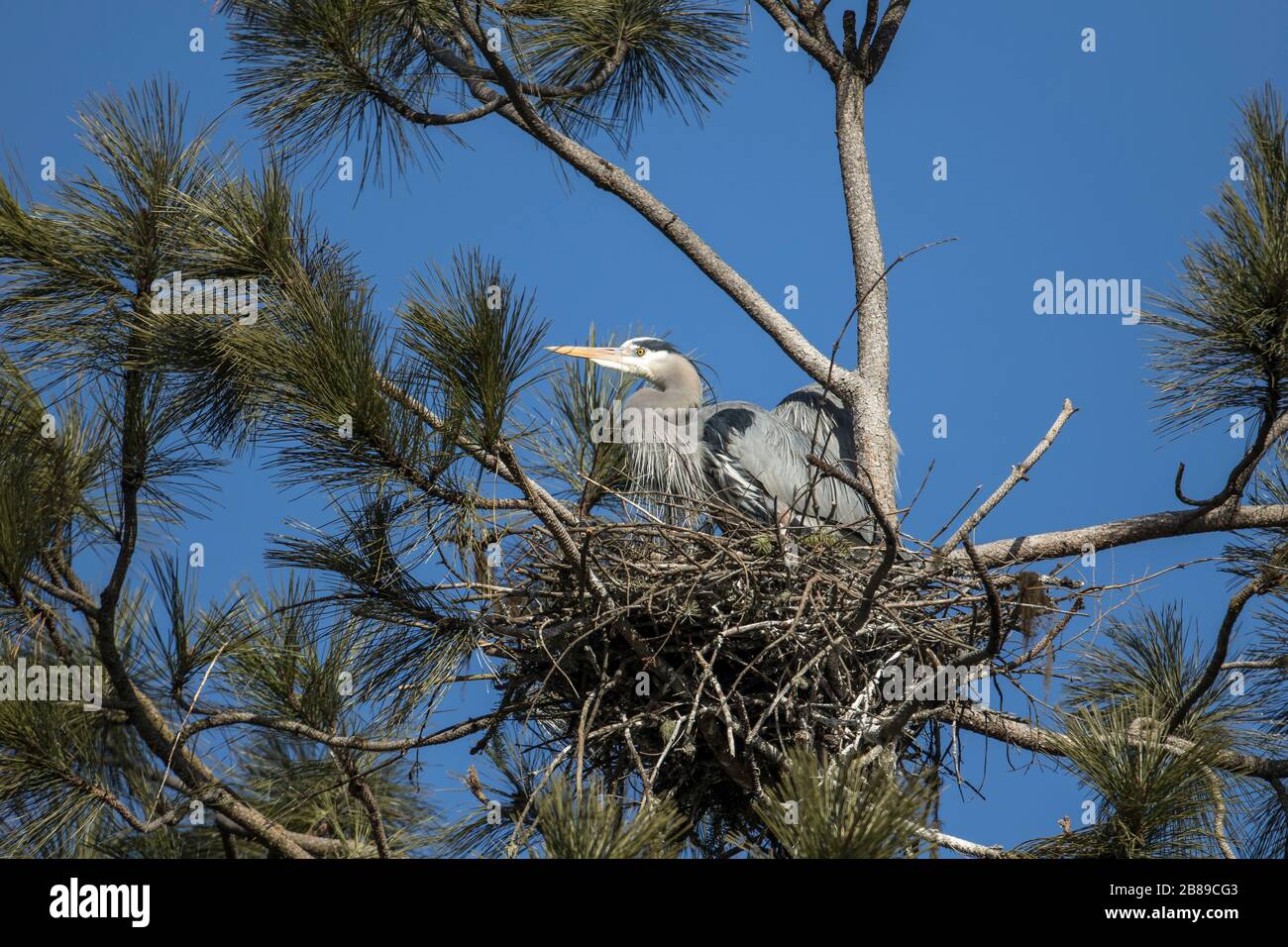 Great blue herons in a nest at a rookery near Coeur d'Alene, Idaho. Stock Photo