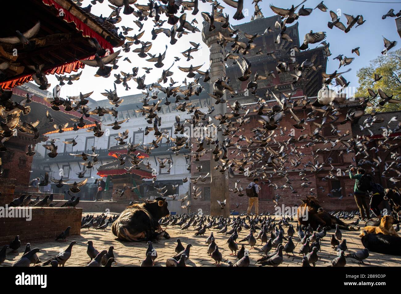 Kathmandu Dubar Square temples and pigeons, Nepal Stock Photo