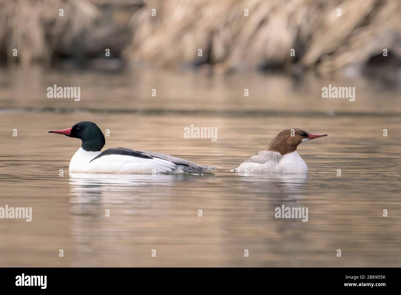 A male and female common merganser floating in Fernan Lake in north Idaho. Stock Photo
