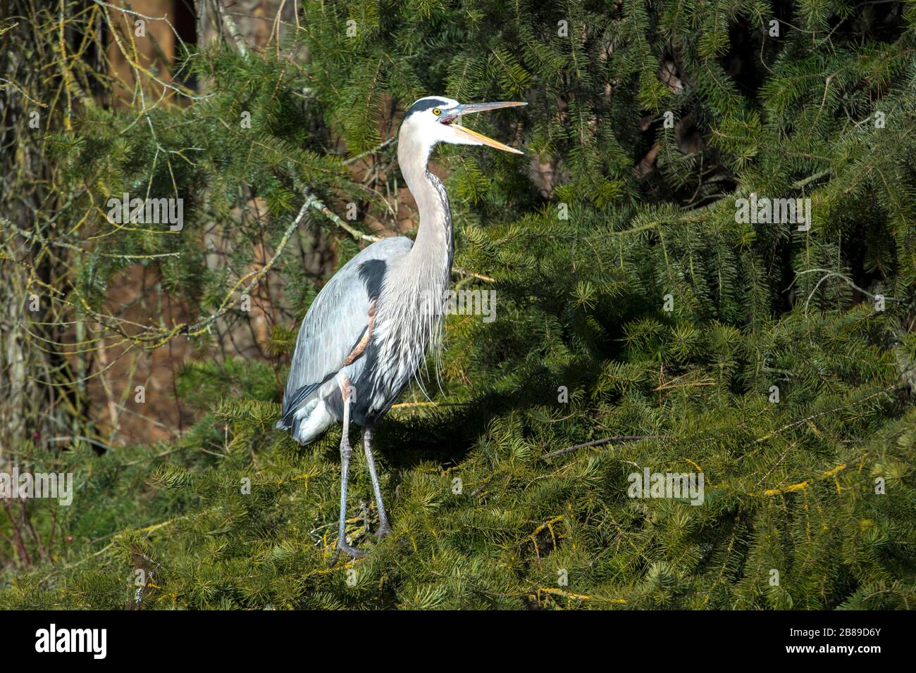 A great blue heron has its beak open while standing on a cluster of pine boughs in north Idaho. Stock Photo