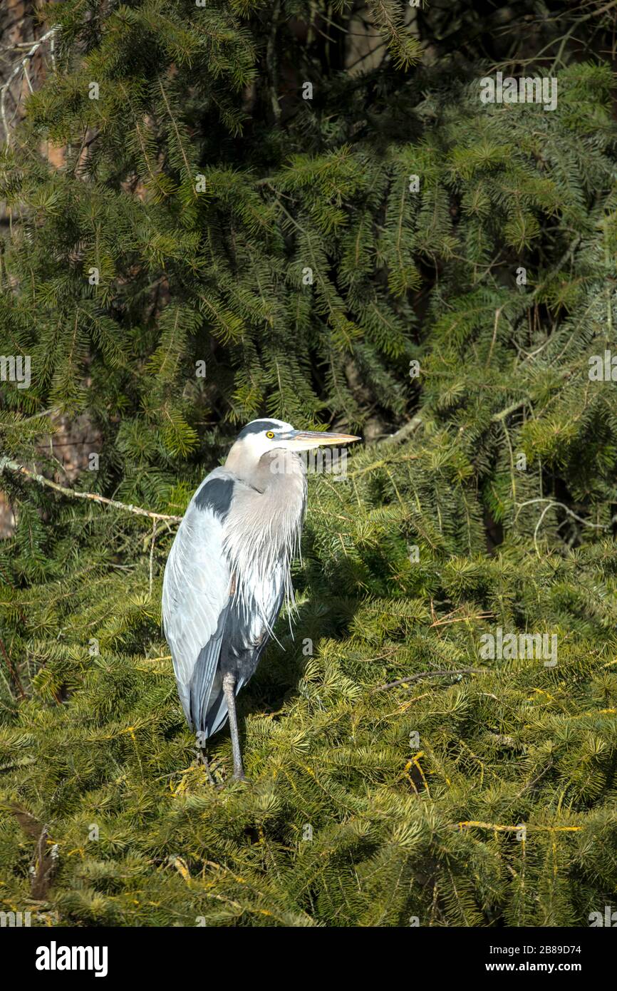 A great blue heron is perched on a cluster of pine tree boughs in north Idaho. Stock Photo