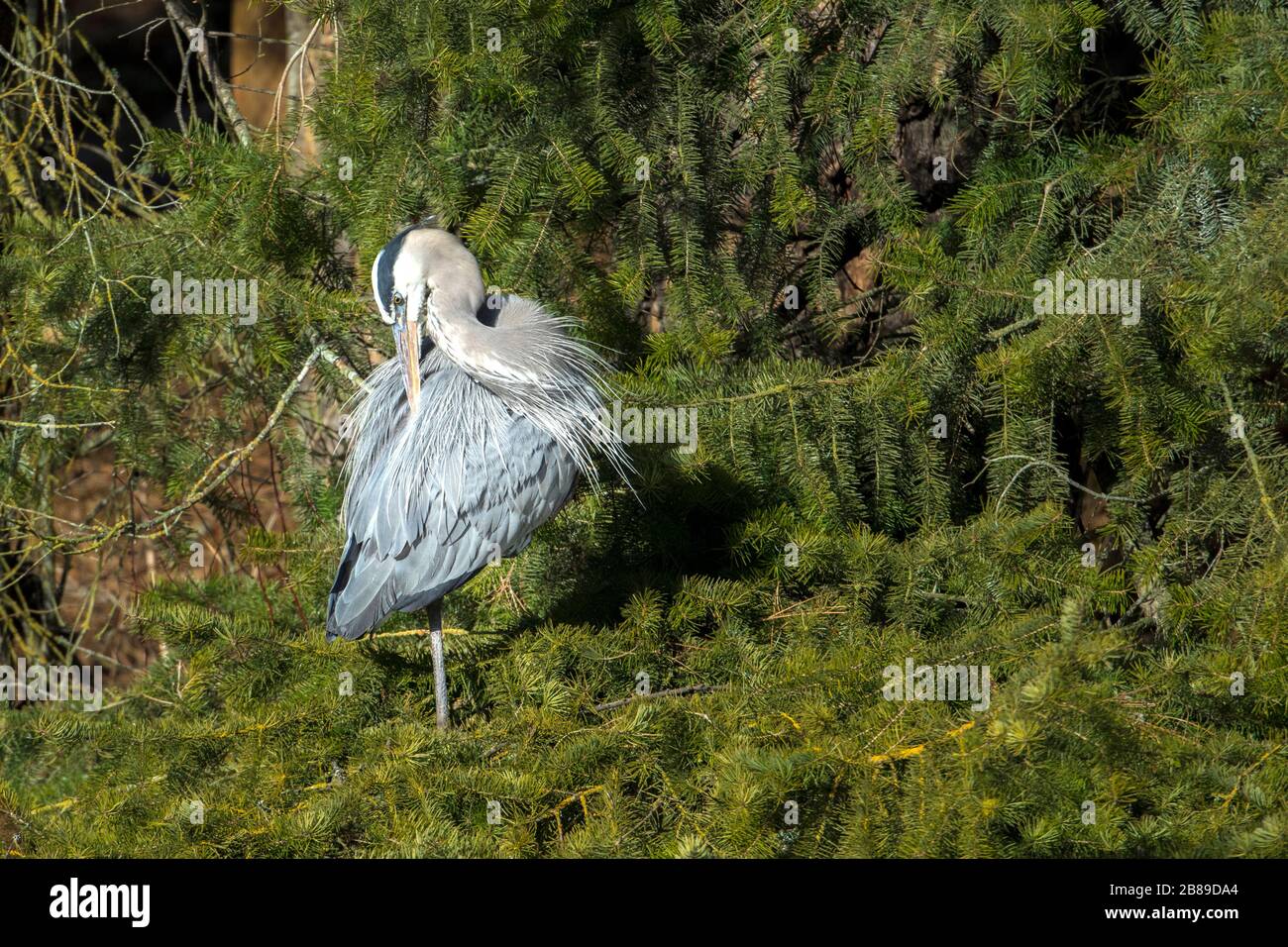A great blue heron preens itself while standing on a cluster of pine boughs in north Idaho.. Stock Photo