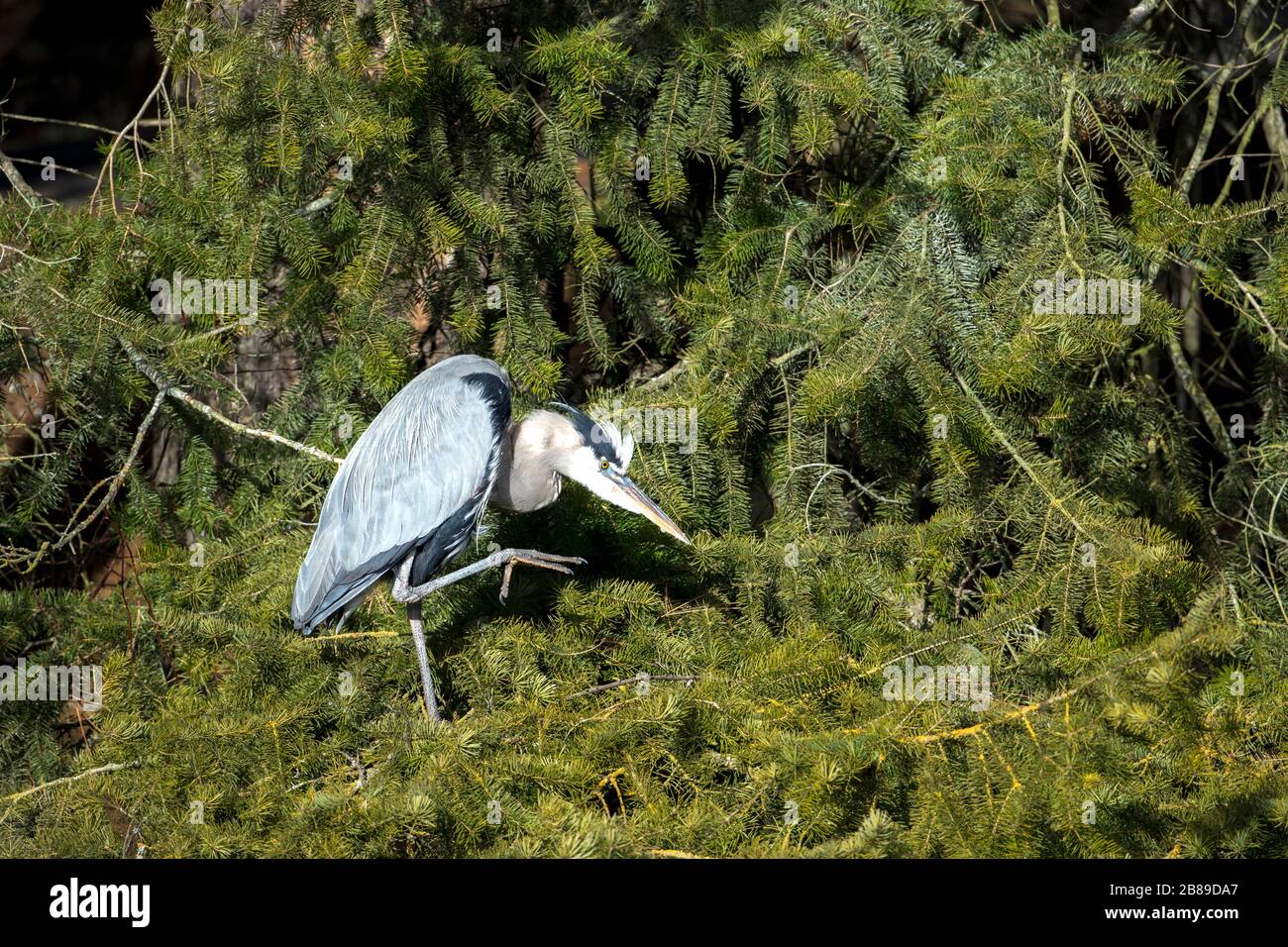 A great blue heron uses its leg to scratch itself in north Idaho. Stock Photo