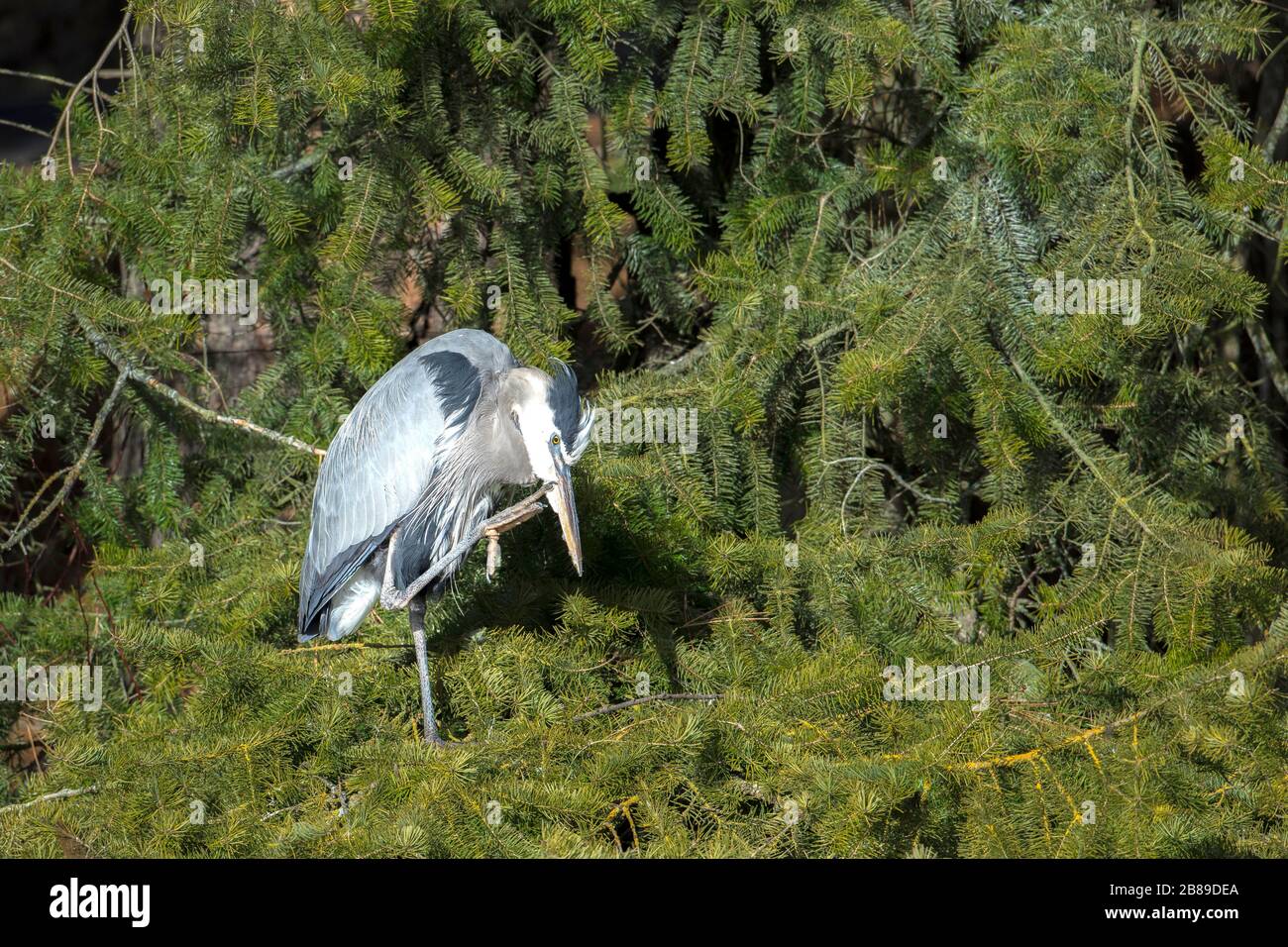 A great blue heron uses its leg to scratch itself in north Idaho. Stock Photo