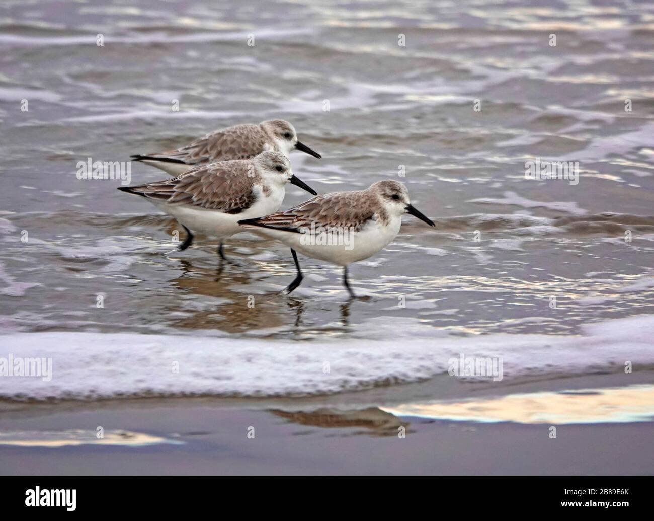 A flock of Sanderling shorebirds, Calidris alba, feed in shallow water along the surfline of the Oregon Coast near the town of Yachats, Oregon. Stock Photo