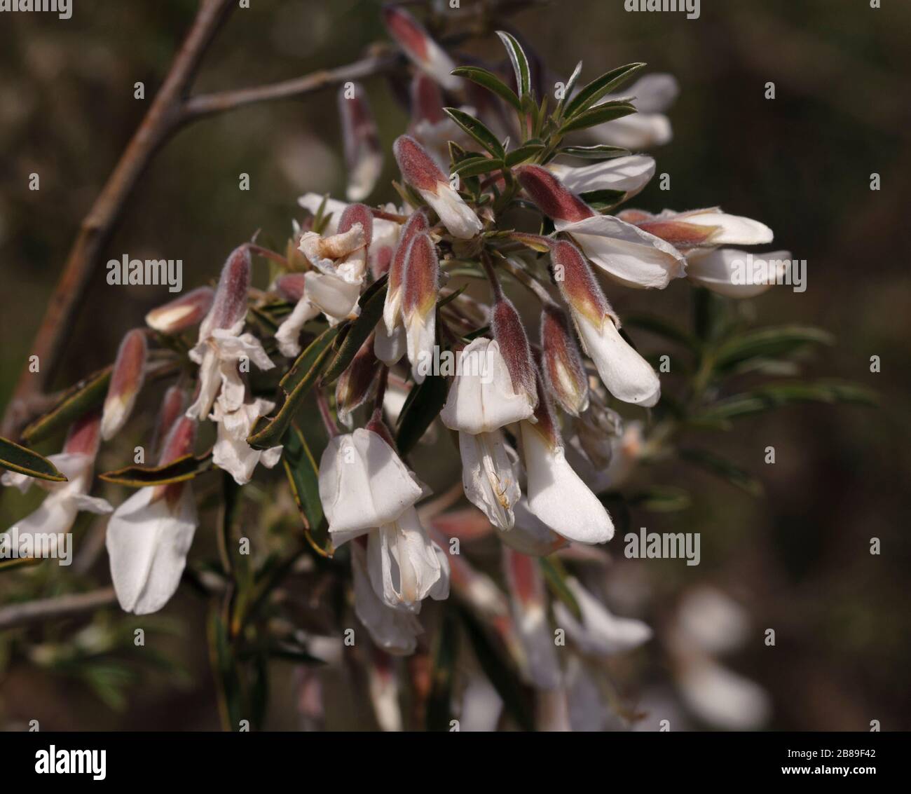 Cytisus proliferus ssp. angustifolius Stock Photo