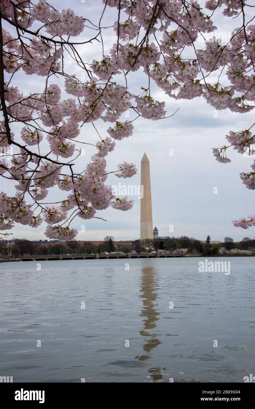 Cherry Blossoms are at their peak along the Tidal Basin in Washington DC. In spite of suggestions that people avoid crowds, tourists are still flockin Stock Photo