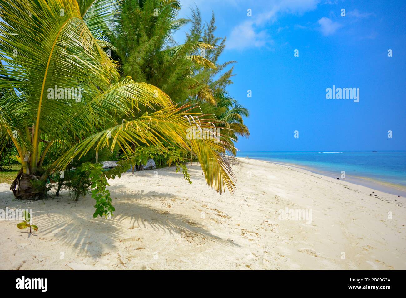Ideal vacation scene: fine, white sand, azure sea, deep blue sky, tiny little palm and tropical vegetation. Clean and pure environment, no people here Stock Photo