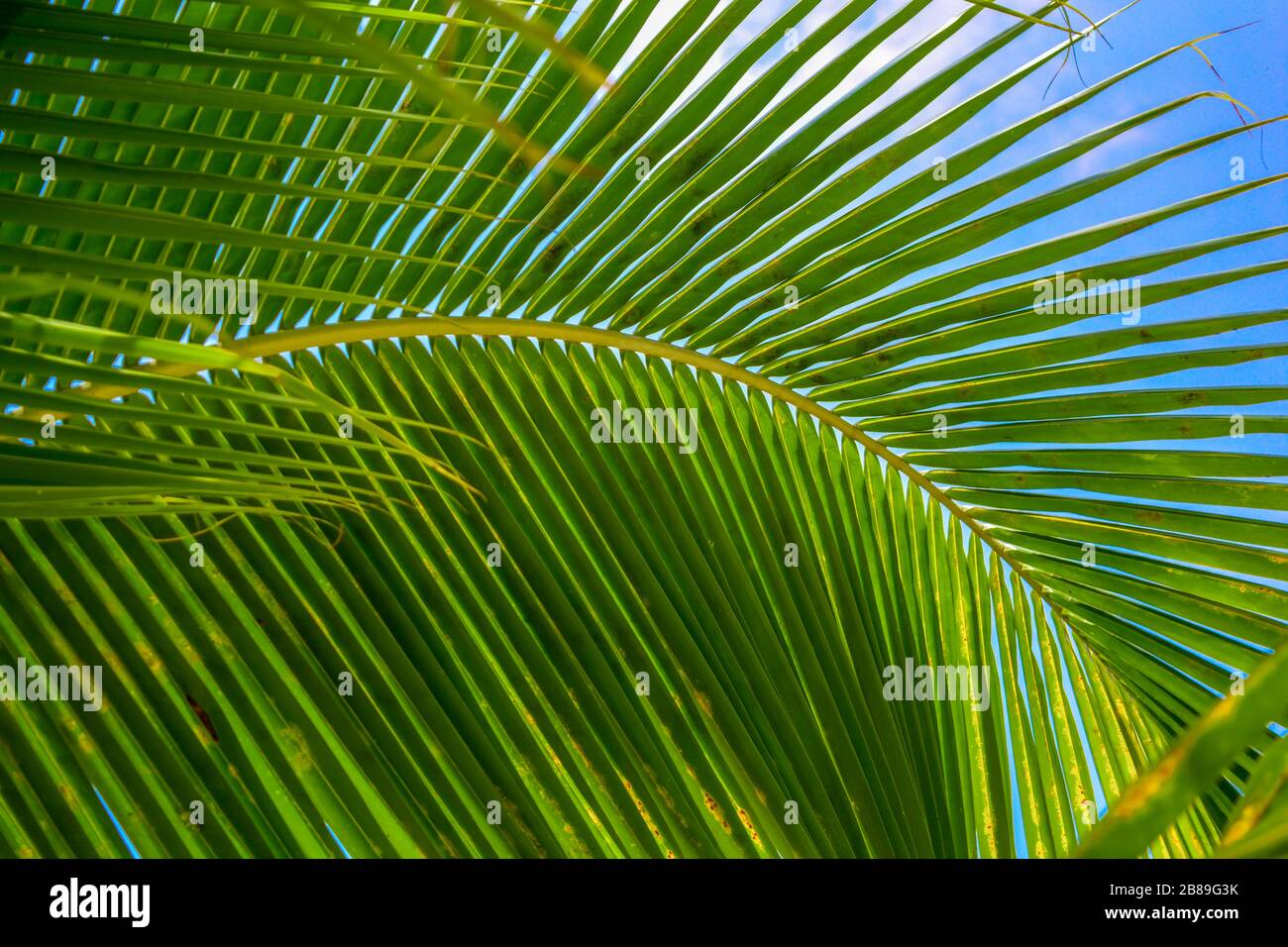 A closeup of the leaf of a palm tree. Green nature background of a beautiful tropical plant with a little bit of blue sky in the back. Exotic macro Stock Photo